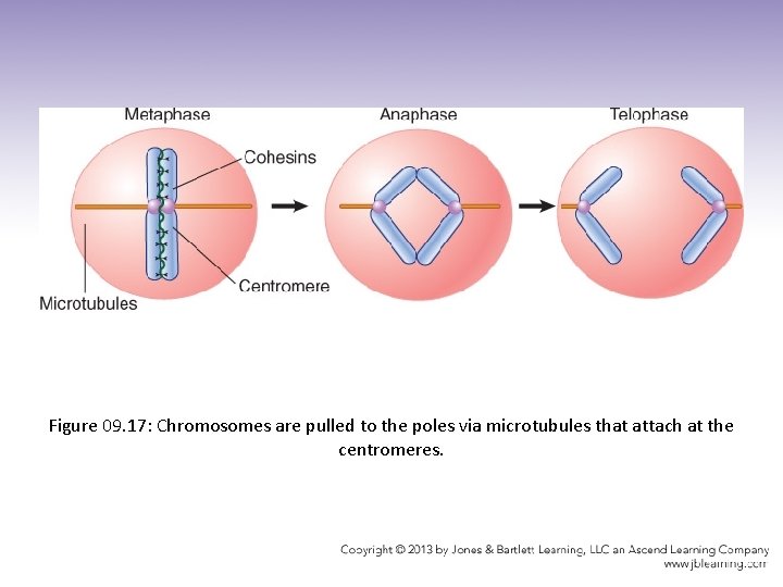 Figure 09. 17: Chromosomes are pulled to the poles via microtubules that attach at