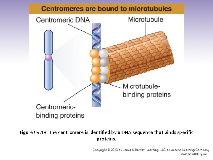 Figure 09. 18: The centromere is identified by a DNA sequence that binds specific