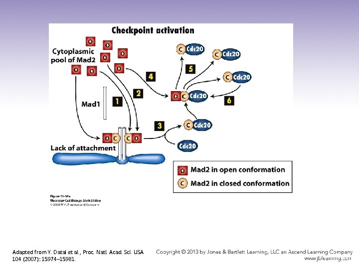 Adapted from Y. Datal et al. , Proc. Natl. Acad. Sci. USA 104 (2007):