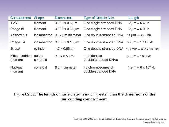 Figure 09. 01: The length of nucleic acid is much greater than the dimensions