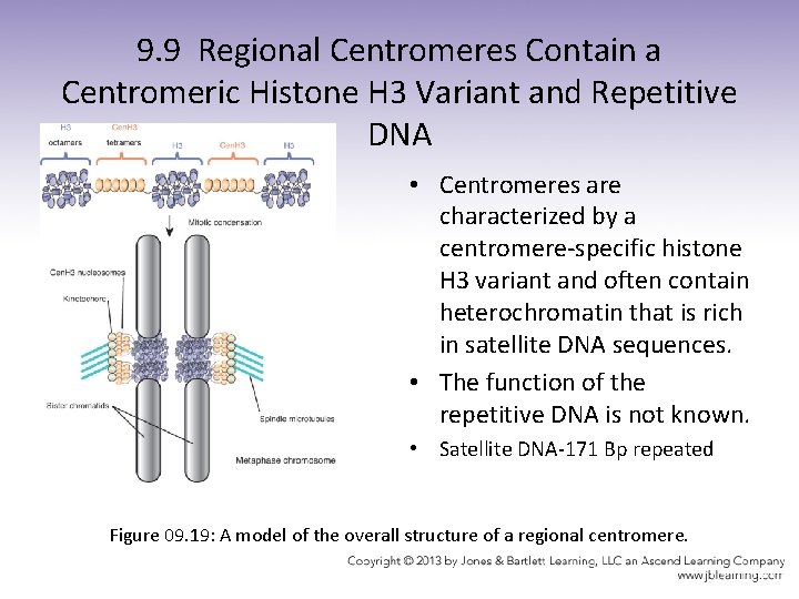 9. 9 Regional Centromeres Contain a Centromeric Histone H 3 Variant and Repetitive DNA