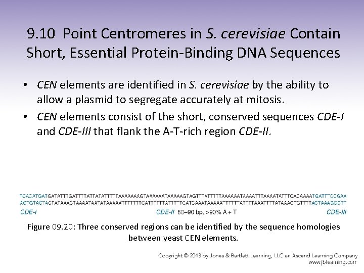 9. 10 Point Centromeres in S. cerevisiae Contain Short, Essential Protein-Binding DNA Sequences •