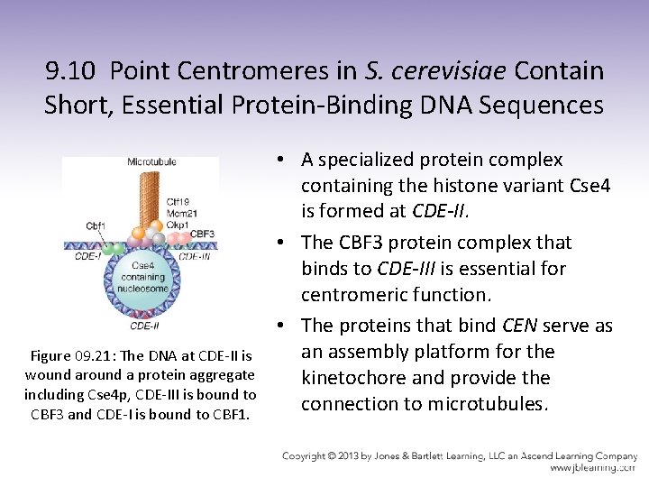 9. 10 Point Centromeres in S. cerevisiae Contain Short, Essential Protein-Binding DNA Sequences Figure