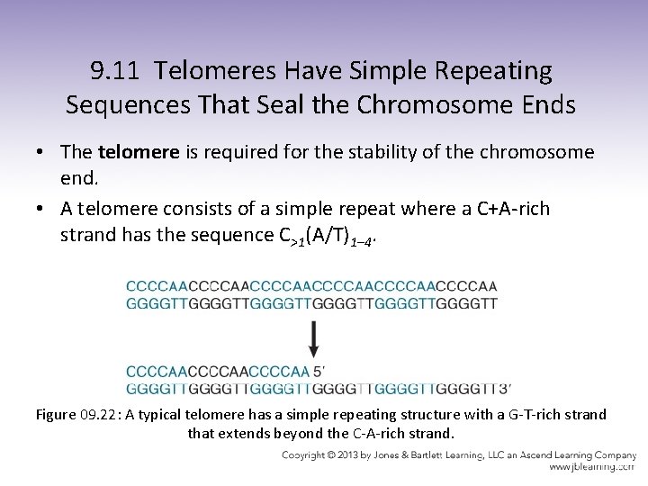 9. 11 Telomeres Have Simple Repeating Sequences That Seal the Chromosome Ends • The