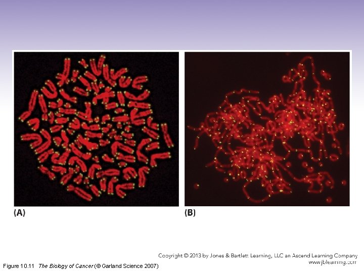 Figure 10. 11 The Biology of Cancer (© Garland Science 2007) 