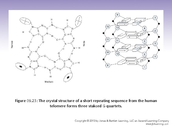Figure 09. 23: The crystal structure of a short repeating sequence from the human