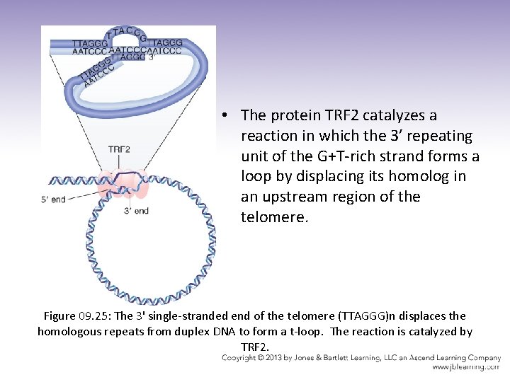  • The protein TRF 2 catalyzes a reaction in which the 3′ repeating