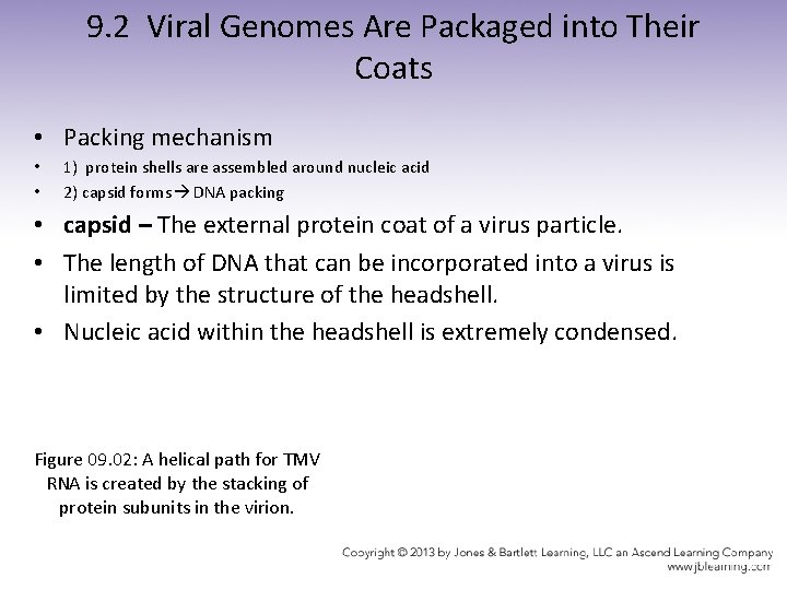 9. 2 Viral Genomes Are Packaged into Their Coats • Packing mechanism • •