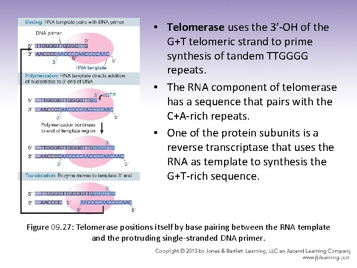  • Telomerase uses the 3′-OH of the G+T telomeric strand to prime synthesis