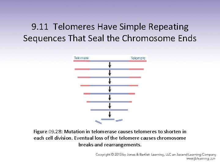 9. 11 Telomeres Have Simple Repeating Sequences That Seal the Chromosome Ends Figure 09.