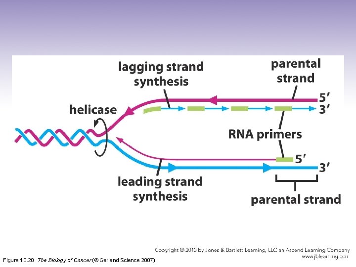 Figure 10. 20 The Biology of Cancer (© Garland Science 2007) 