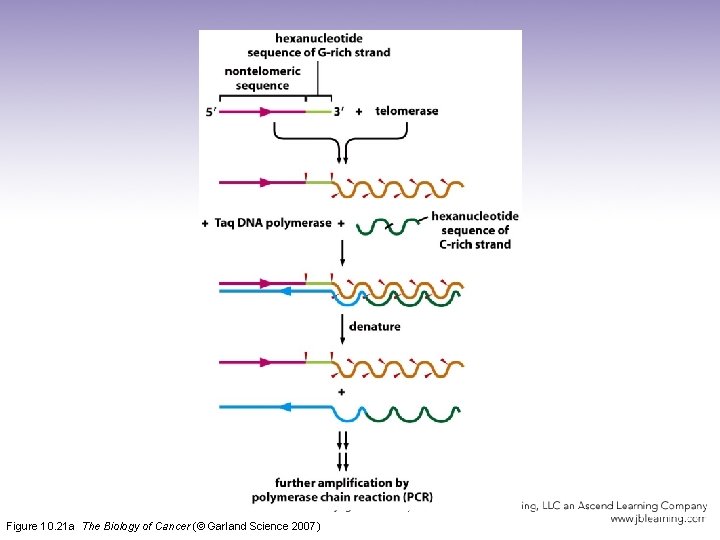 Figure 10. 21 a The Biology of Cancer (© Garland Science 2007) 