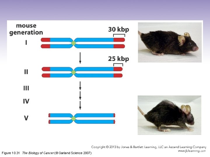 Figure 10. 31 The Biology of Cancer (© Garland Science 2007) 