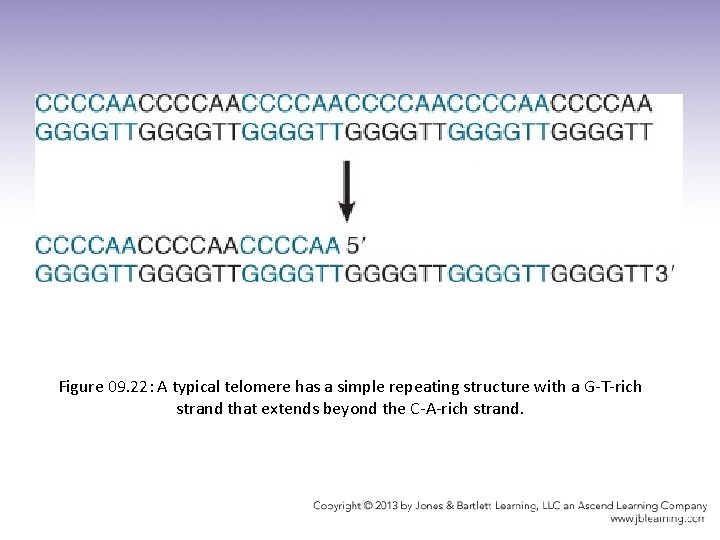 Figure 09. 22: A typical telomere has a simple repeating structure with a G-T-rich