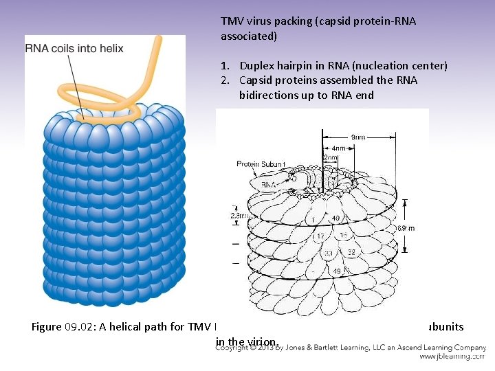 TMV virus packing (capsid protein-RNA associated) 1. Duplex hairpin in RNA (nucleation center) 2.