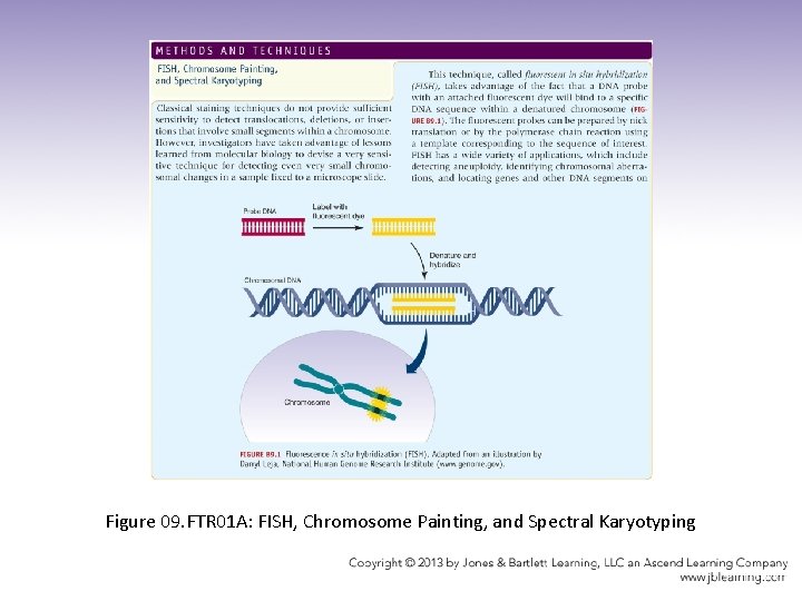 Figure 09. FTR 01 A: FISH, Chromosome Painting, and Spectral Karyotyping 