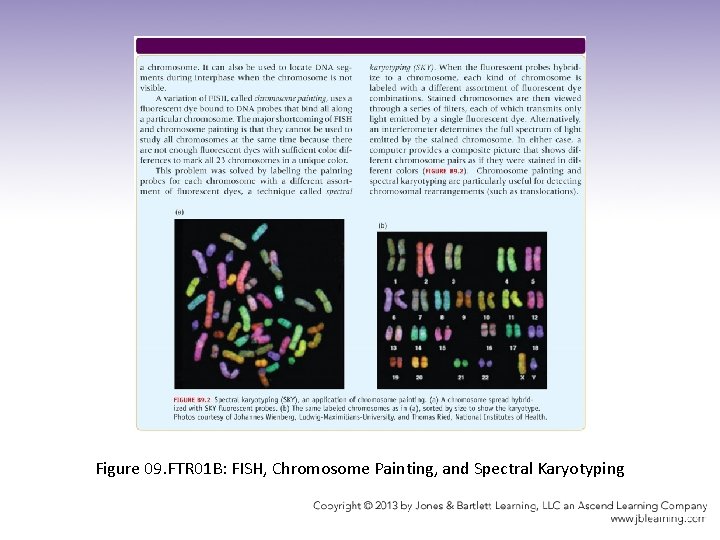 Figure 09. FTR 01 B: FISH, Chromosome Painting, and Spectral Karyotyping 