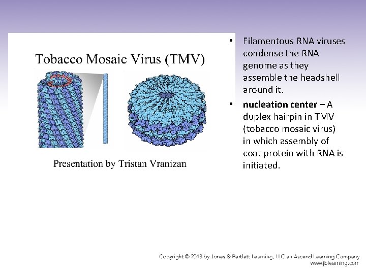  • Filamentous RNA viruses condense the RNA genome as they assemble the headshell