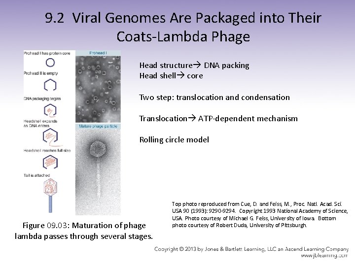 9. 2 Viral Genomes Are Packaged into Their Coats-Lambda Phage Head structure DNA packing