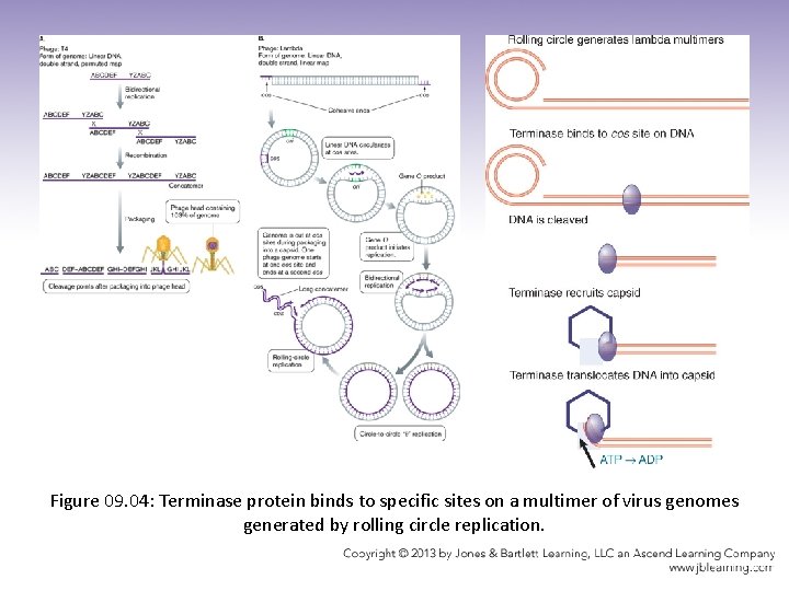 Figure 09. 04: Terminase protein binds to specific sites on a multimer of virus