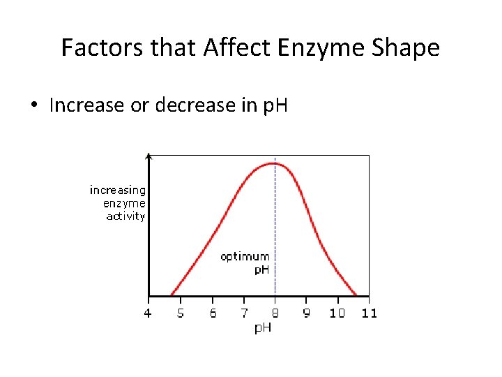 Factors that Affect Enzyme Shape • Increase or decrease in p. H 