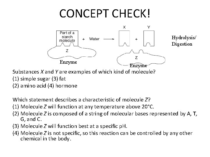 CONCEPT CHECK! Hydrolysis/ Digestion Enzyme Substances X and Y are examples of which kind