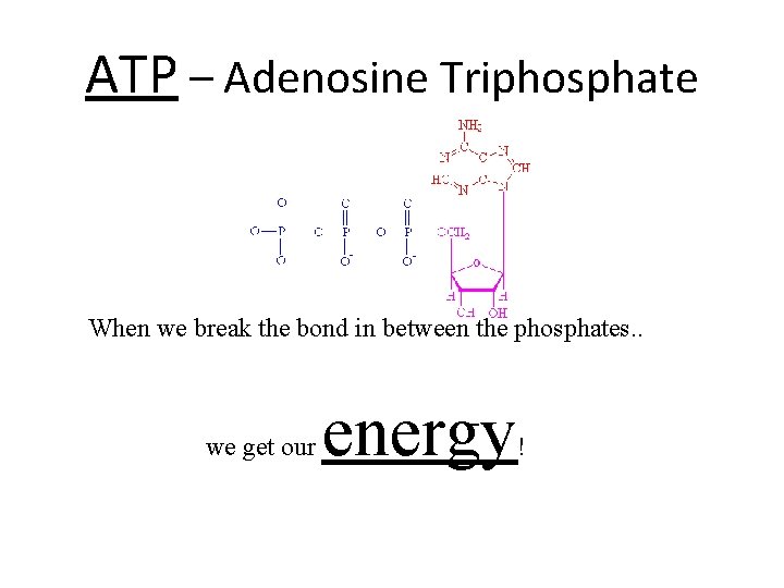 ATP – Adenosine Triphosphate When we break the bond in between the phosphates. .