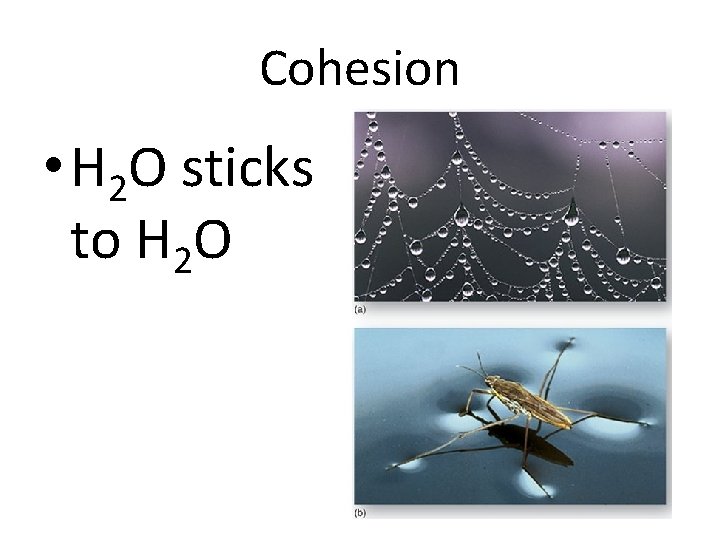 Cohesion • H 2 O sticks to H 2 O 