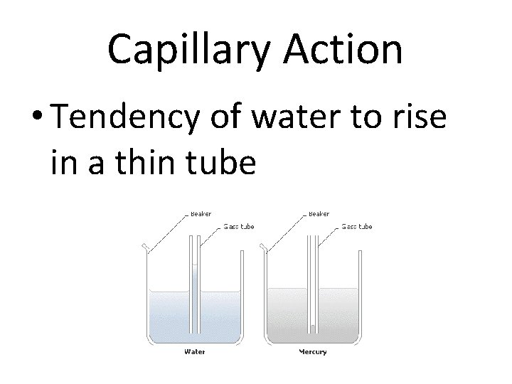 Capillary Action • Tendency of water to rise in a thin tube 