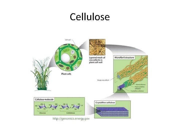 Cellulose 