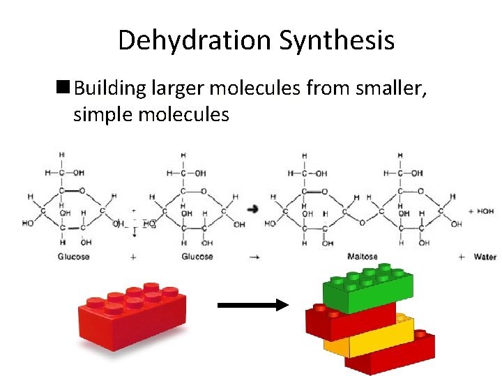 Dehydration Synthesis n Building larger molecules from smaller, simple molecules 