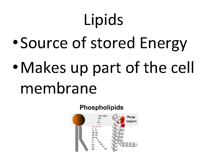 Lipids • Source of stored Energy • Makes up part of the cell membrane