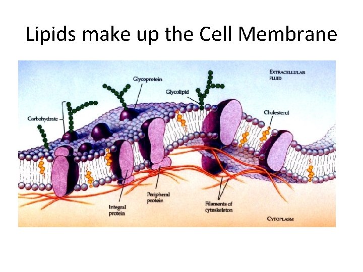 Lipids make up the Cell Membrane 