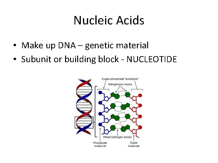 Nucleic Acids • Make up DNA – genetic material • Subunit or building block