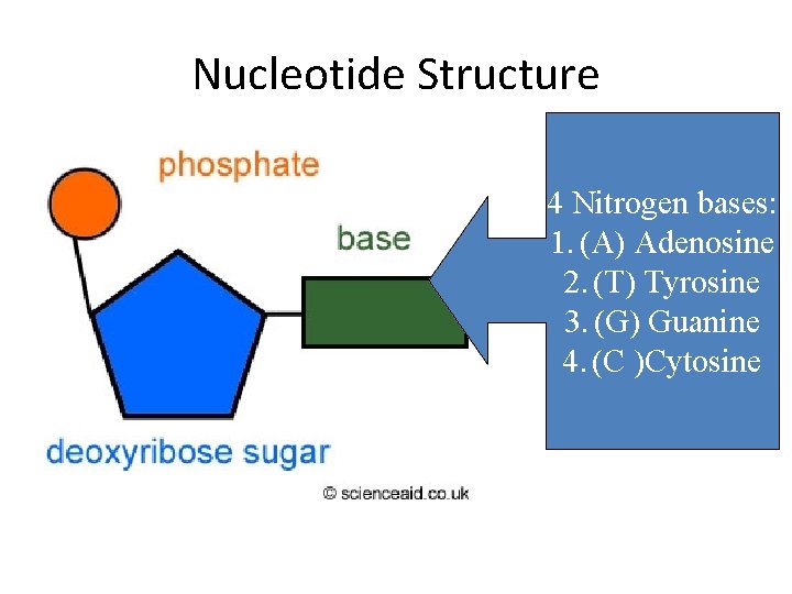 Nucleotide Structure 4 Nitrogen bases: 1. (A) Adenosine 2. (T) Tyrosine 3. (G) Guanine