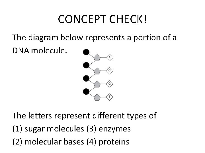 CONCEPT CHECK! The diagram below represents a portion of a DNA molecule. The letters