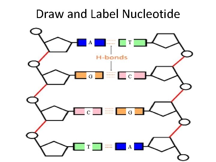 Draw and Label Nucleotide A T G C C G T A 