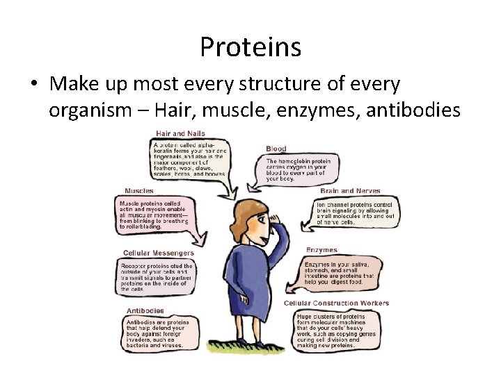 Proteins • Make up most every structure of every organism – Hair, muscle, enzymes,