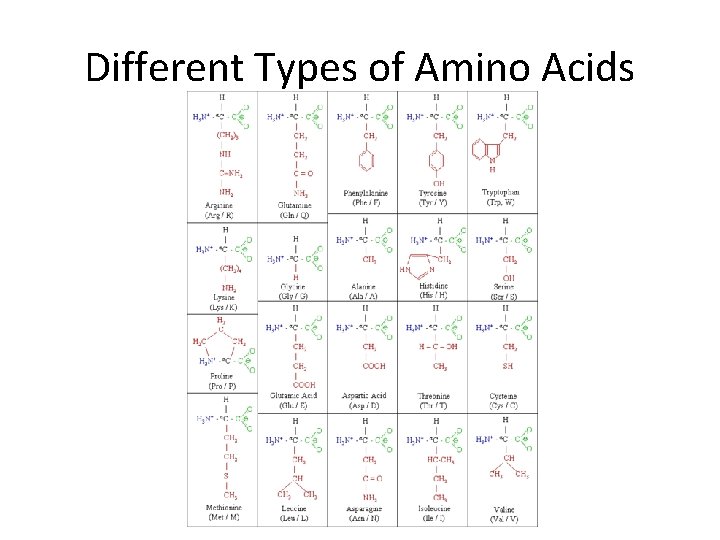 Different Types of Amino Acids 