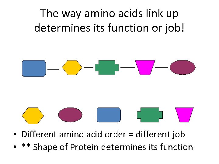 The way amino acids link up determines its function or job! • Different amino
