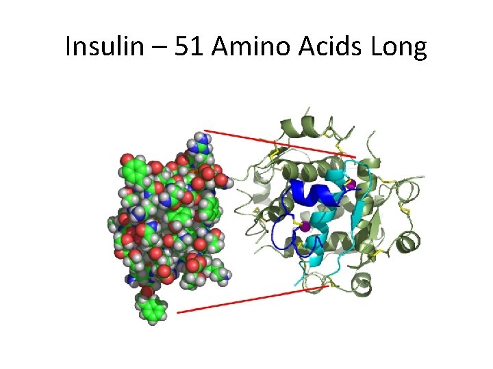 Insulin – 51 Amino Acids Long 