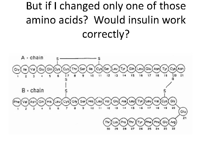 But if I changed only one of those amino acids? Would insulin work correctly?