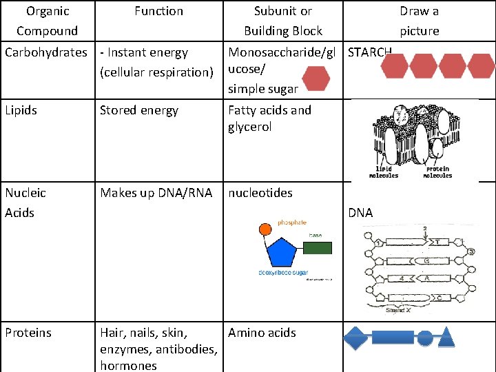 Organic Compound Function Subunit or Building Block Draw a picture Carbohydrates - Instant energy