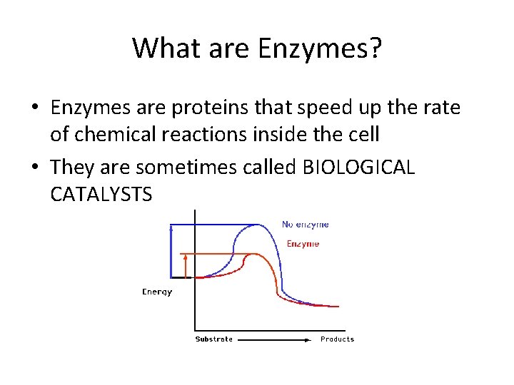 What are Enzymes? • Enzymes are proteins that speed up the rate of chemical