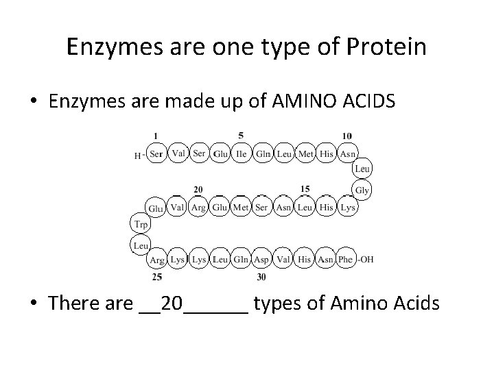 Enzymes are one type of Protein • Enzymes are made up of AMINO ACIDS