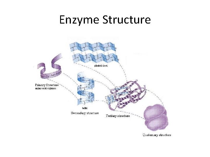 Enzyme Structure 