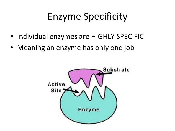 Enzyme Specificity • Individual enzymes are HIGHLY SPECIFIC • Meaning an enzyme has only