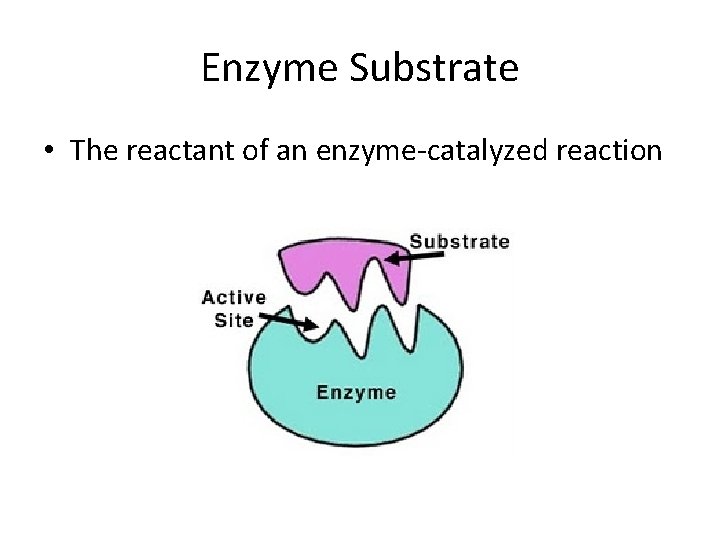 Enzyme Substrate • The reactant of an enzyme-catalyzed reaction 