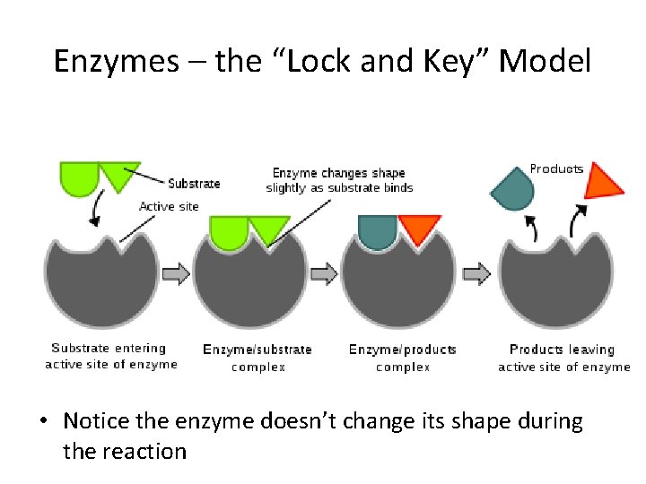 Enzymes – the “Lock and Key” Model • Notice the enzyme doesn’t change its