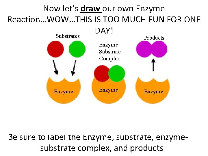 Now let’s draw our own Enzyme Reaction…WOW…THIS IS TOO MUCH FUN FOR ONE DAY!